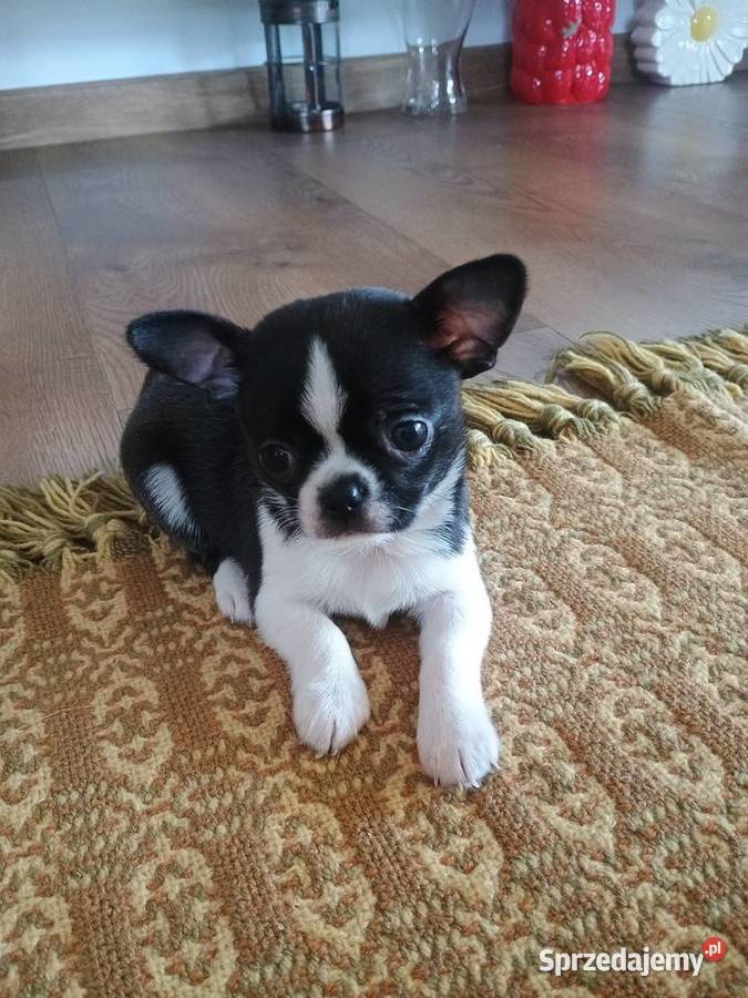 Chihuahua przepiękny chłopiec xxs Radomsko