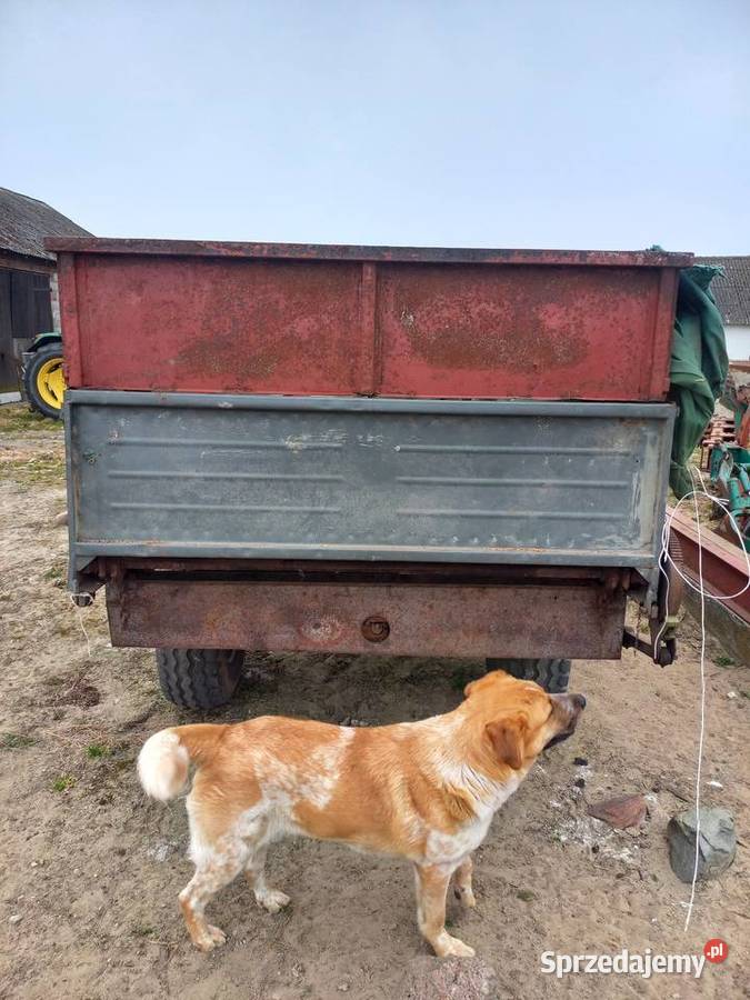 Przyczepa jednosiowa nieuszkodzony Konin