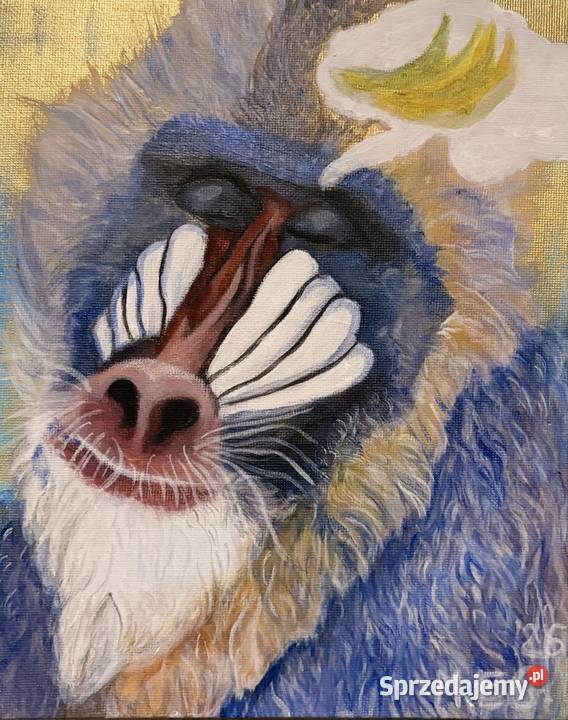 Zamyślony mandryl małpa Malarstwo Duszniki-Zdrój