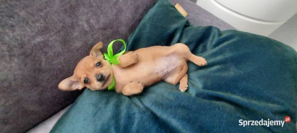 Pinczer Miniaturowy Pozostałe Radom