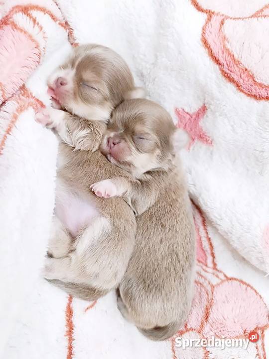 Chihuahua liliowa Warszawa