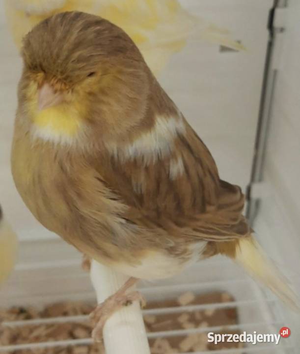 Kanarek gloster Białystok