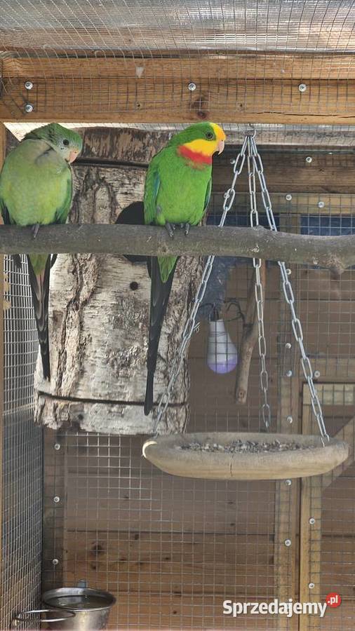 Sprzedam księżniczki tarczowe barabanda Ptaki Poznań