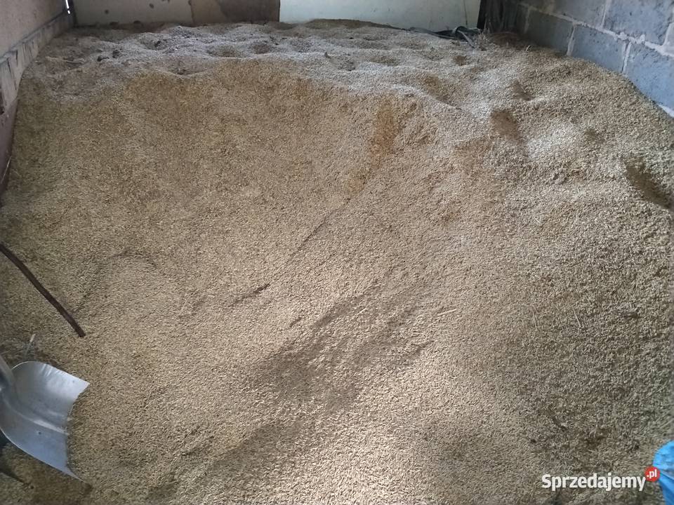 Sprzedam Owies Zboża Kościelec