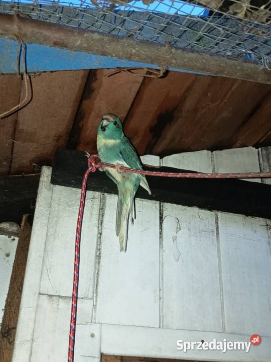 Modrolotka Ochodza sprzedam