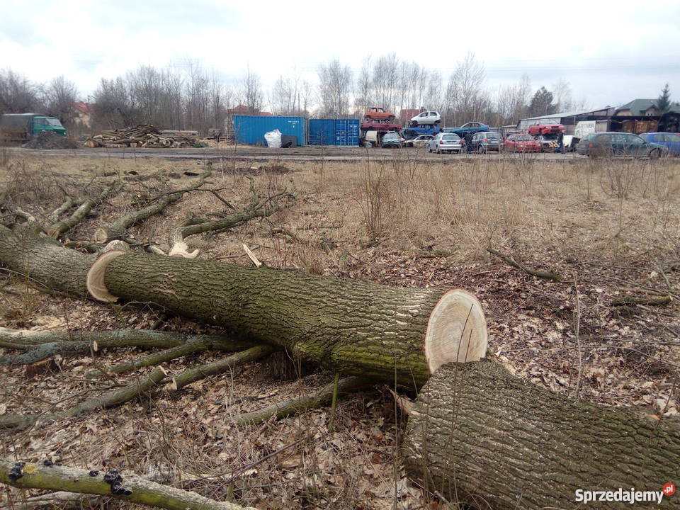 Dęby super Wołomin