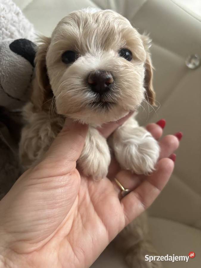 Maltipoo Sunia F1 Częstochowa