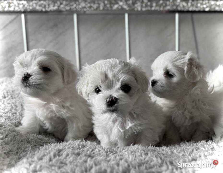 Szczeniaki maltańczyka zarejestrowane w KC Kucerz