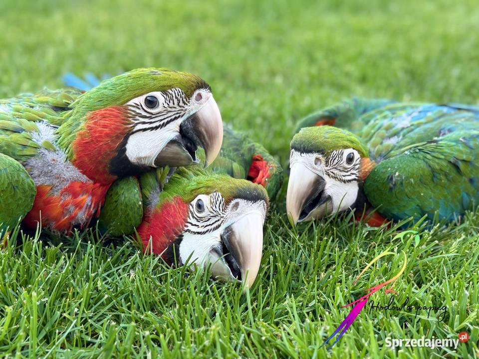 Ara Harlekin sprzedam