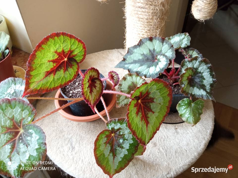 Kup kaktusik begonię