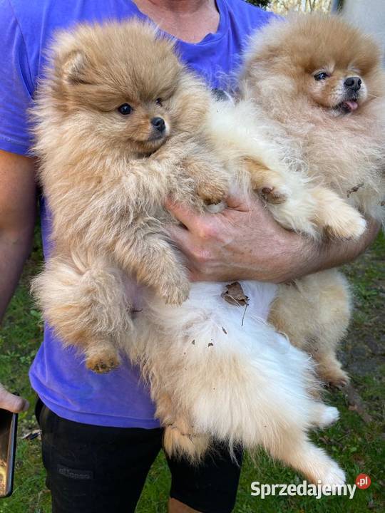 Szpic miniaturowy pomeranian rodowodowe Szpic miniaturowy Łódź