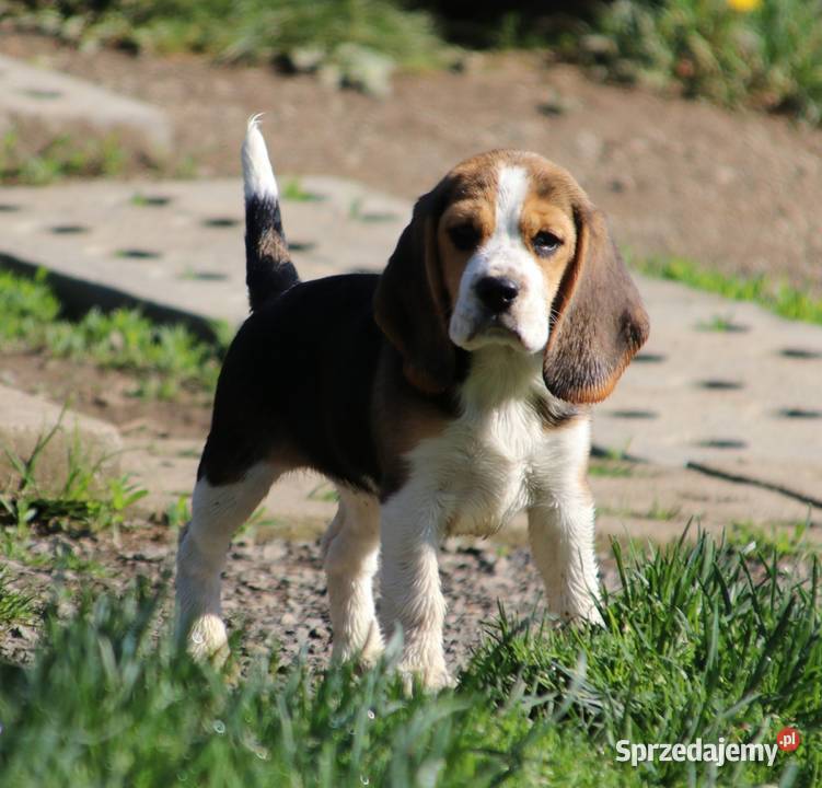 Beagle szczeniaki ZKWP elitarne pochodzenie Beagle śląskie Żywiec