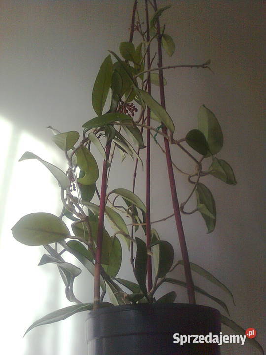 sprzedam hoja różowa Lublin