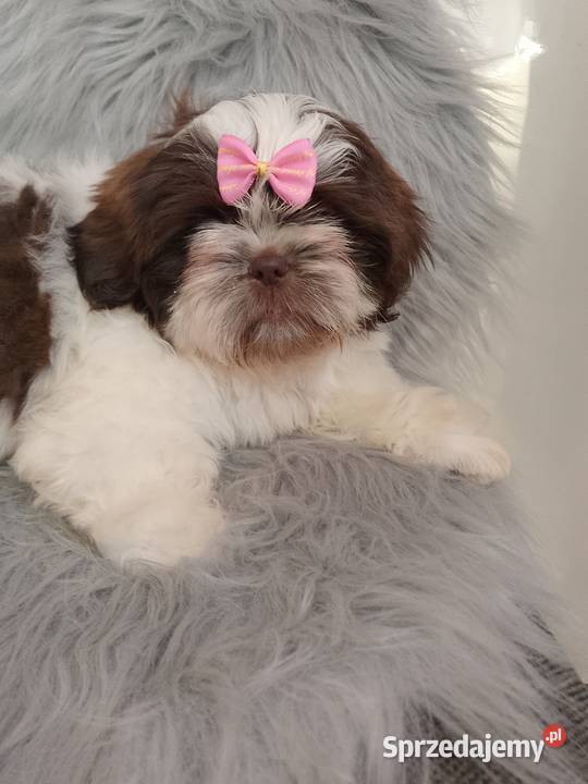 Biało czekoladowa suczka rasy ShihTzu Ostrzeszów sprzedam