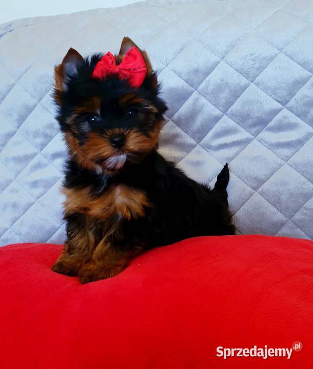 Cudowna perełka mini suczka York dziewczynka Orzesze