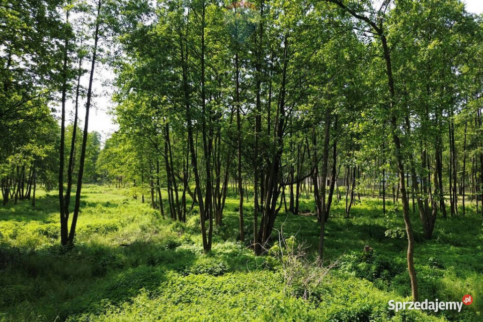 Działka Budowlana 2324 m2 Bieganów gm Jaktorów mazowieckie