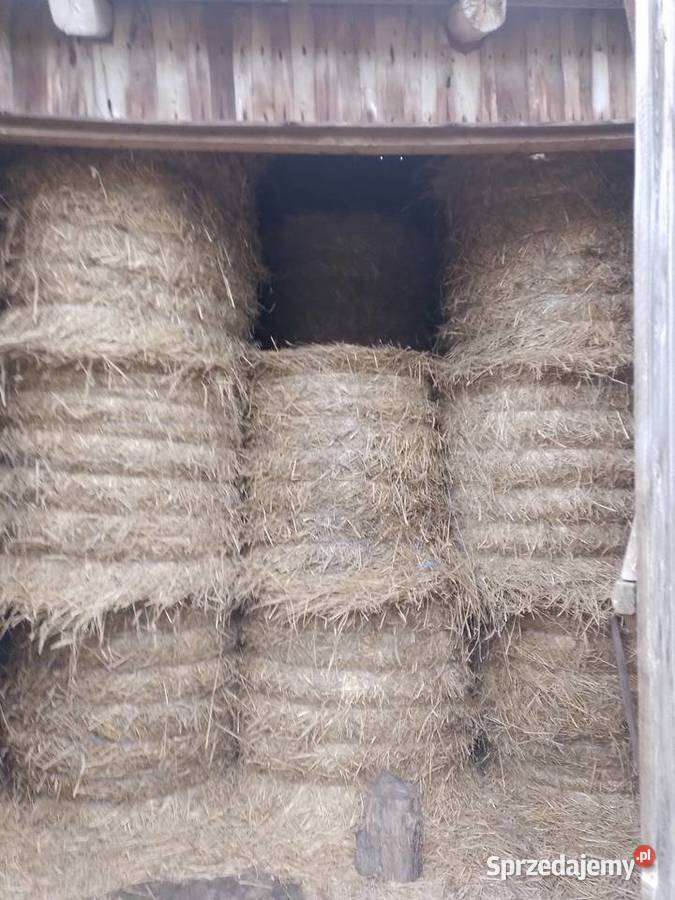 Sprzedam słomę siano suche ze stodoły owies Przasnysz sprzedam