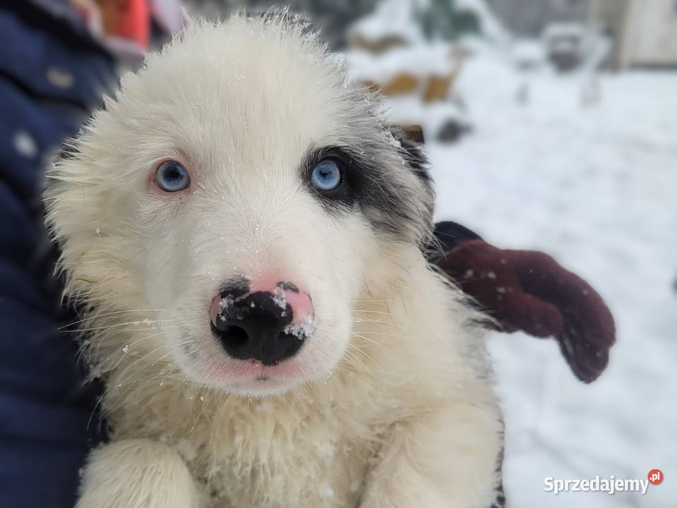 szczeniak pies BORDER COLLIE Blue Merle Pozostałe Skołyszyn