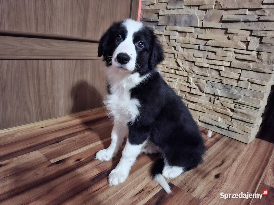 Border Collie szczeniaki inteligentne Ziębice