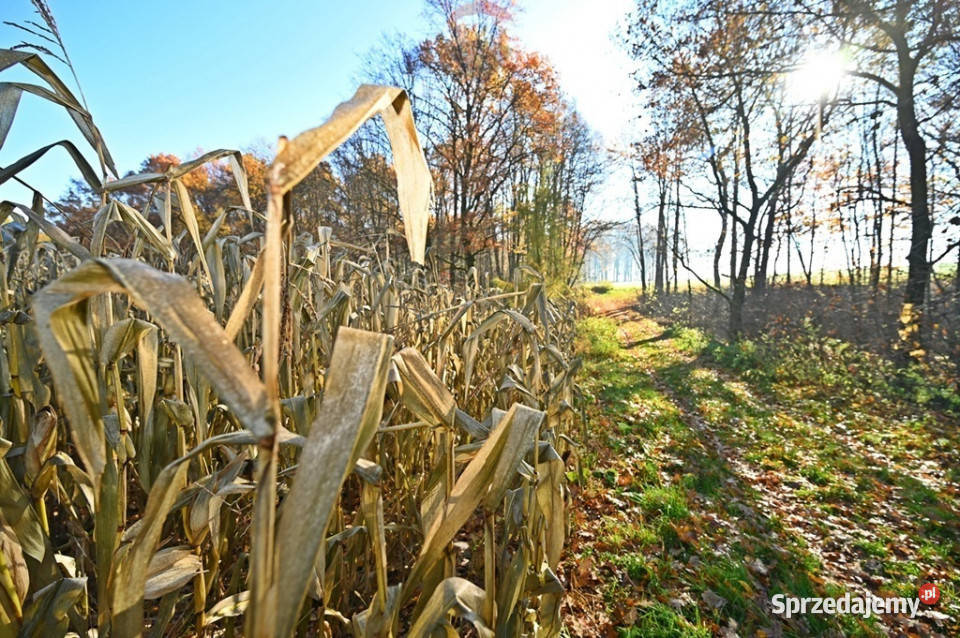 Grunt rolny do zabudowy rolna Osiek