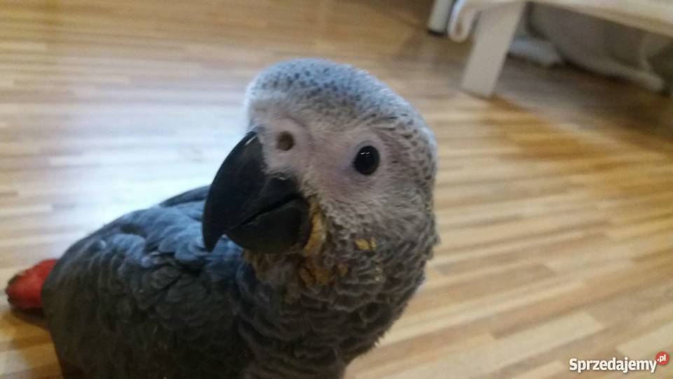 Żako Papuga Łódź