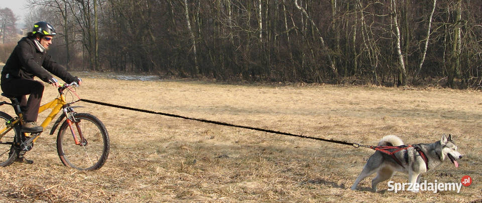 LinaSmycz Amortyzowana Psa do Nart i Roweru Ski Tychy