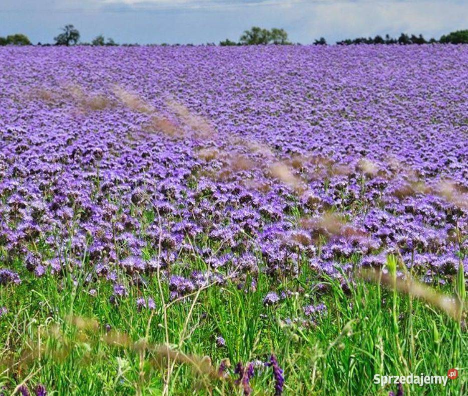 Facelia błękitna Pozostałe Lubaczów