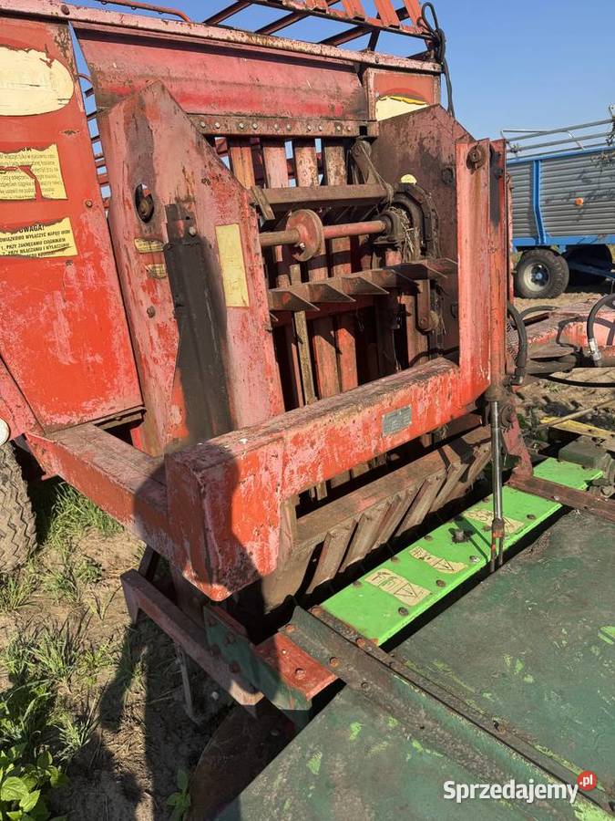 Ścinacz zielonek Dąbrowa Biskupia