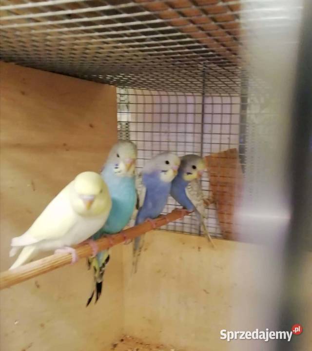 Papużki faliste Ptaki Szamotuły