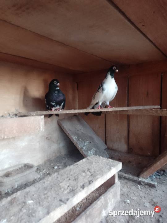 Sprzedam gołębie górne