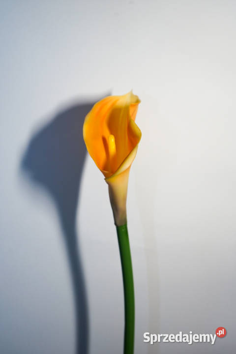 Kalia w kolorze żółto pomarańczowym Częstochowa