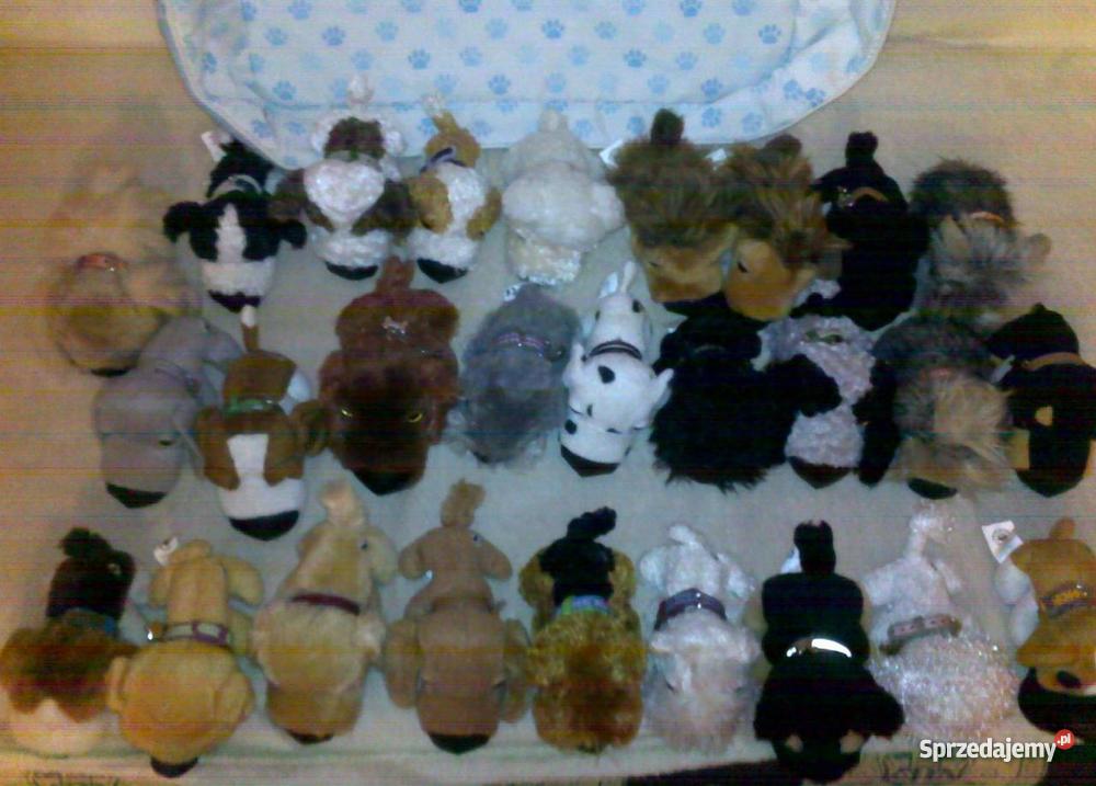 kolekcja THE DOG Poznań