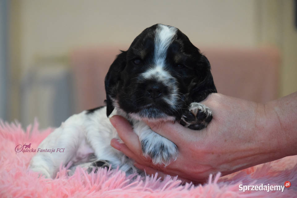 Cocker Spaniel Angielski BonBon Nowy Sącz