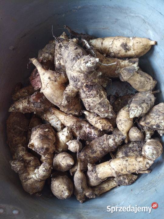 Nasiona cebulki Gigant czosnek sprzedam