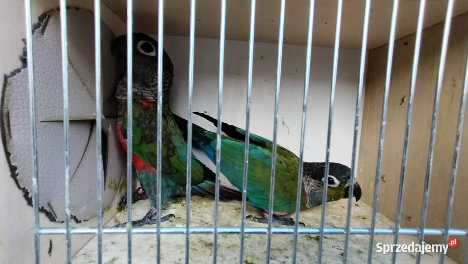 Rudosterki mnichy nizinne rozelle nierozłączki Pszczyna