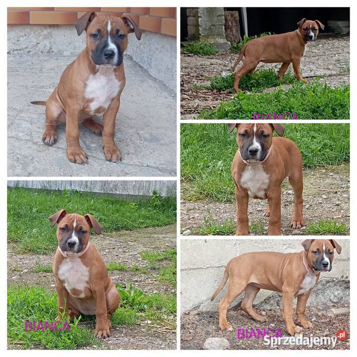 American Staffordshire Terrier Sokoły