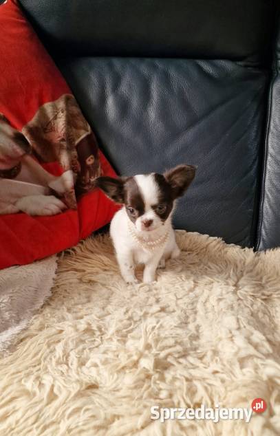 Chihuahua śliczna suczka długowłosa biało Częstochowa