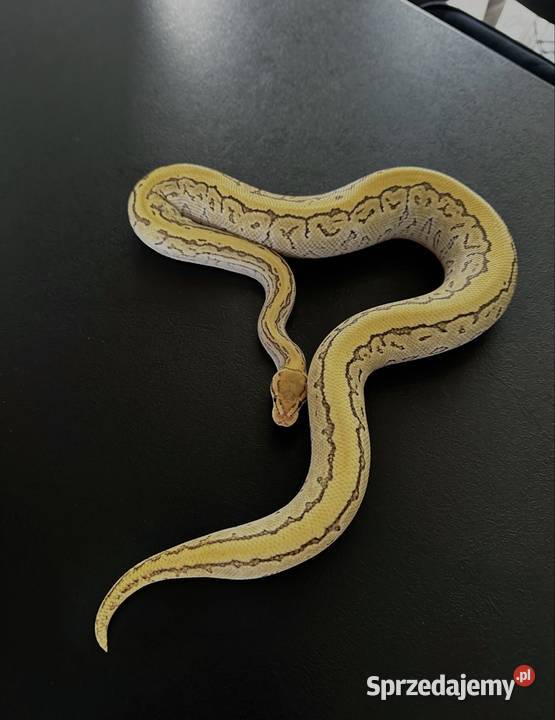 Piękny Pinstripe Lesser Yellowbelly 100het clown Bydgoszcz