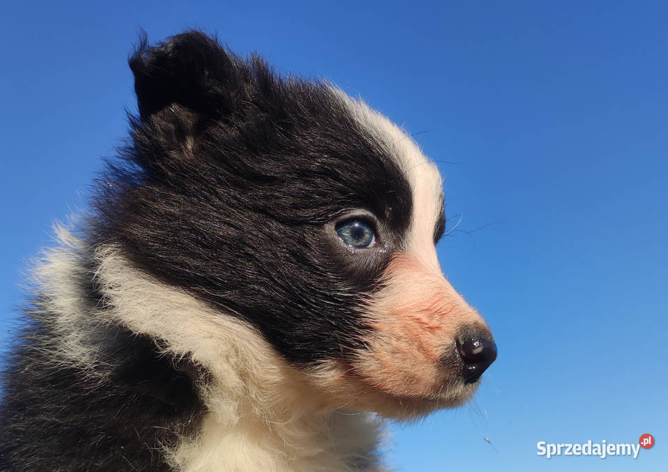 Piękna Rasowa Suczka Border Collie szczenię z Kraków