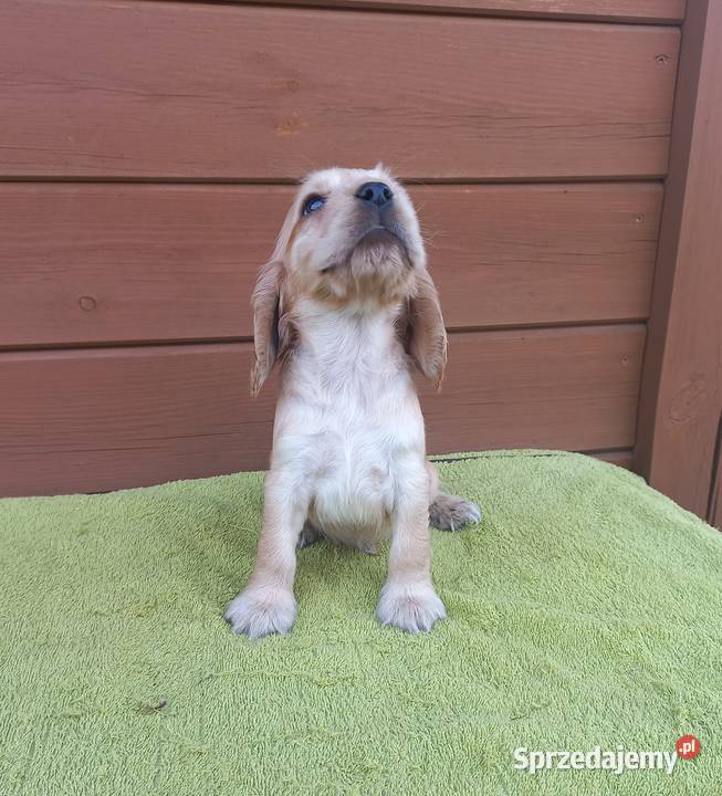 Cocker Spaniel Angielski Piesek Nosek czarny Jutrosin