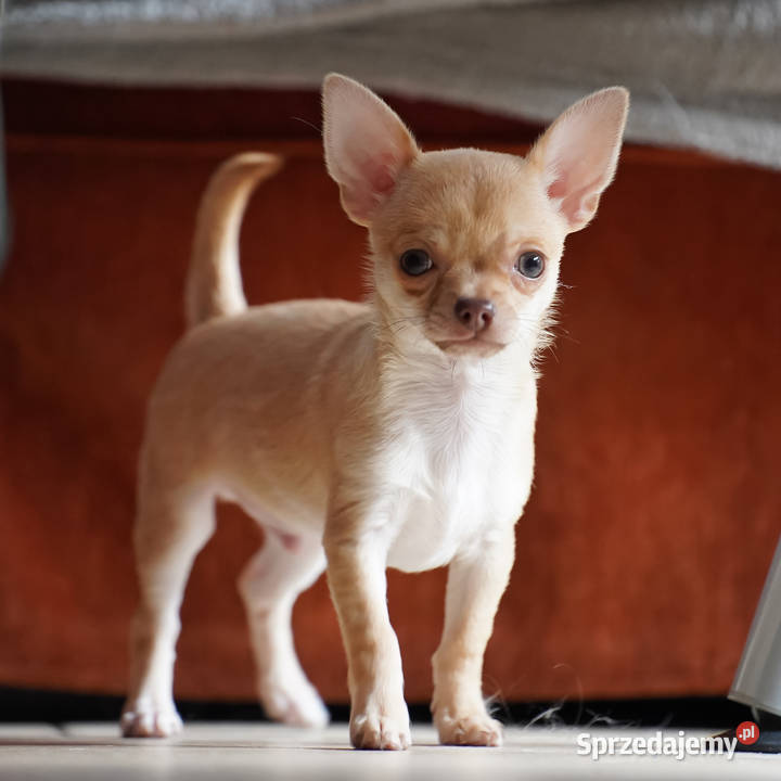 PIESEK rodowód FCI Wwy mazowieckie Duży Dół sprzedam