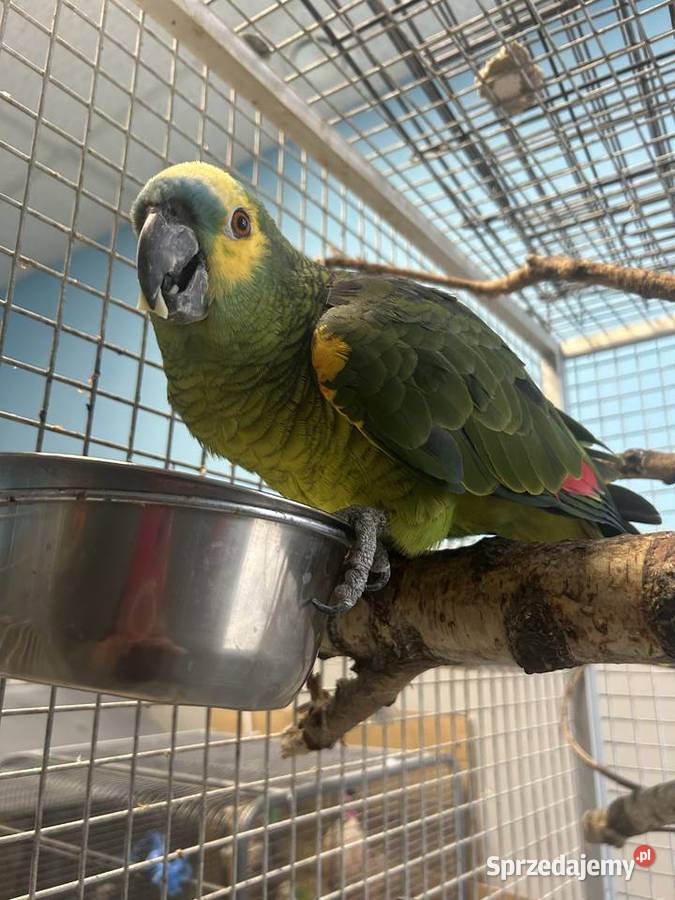 Samiec Amazonki Niebieskoczelnej pomorskie