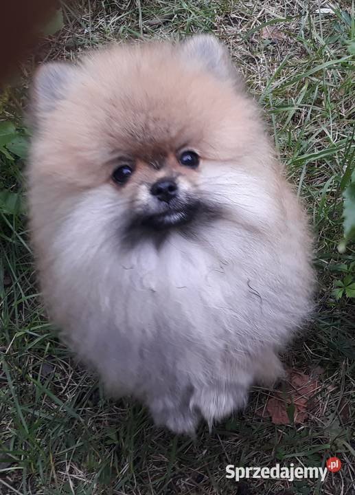 Pomeranian szpic miniaturowy Szpic miniaturowy