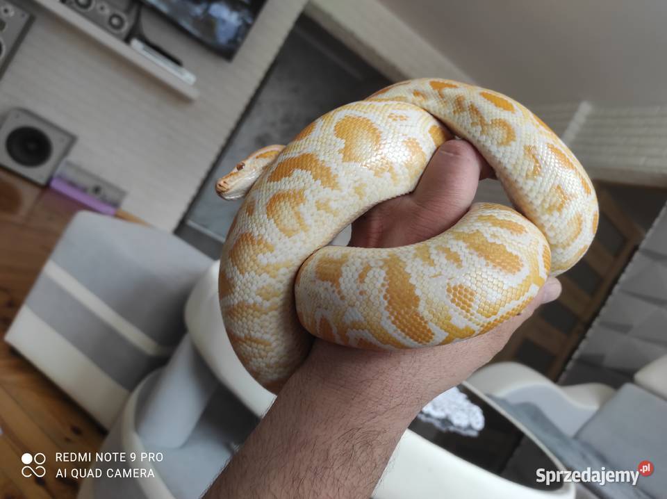 Pyton tygrysi samica roczna małopolskie Chobędza sprzedam
