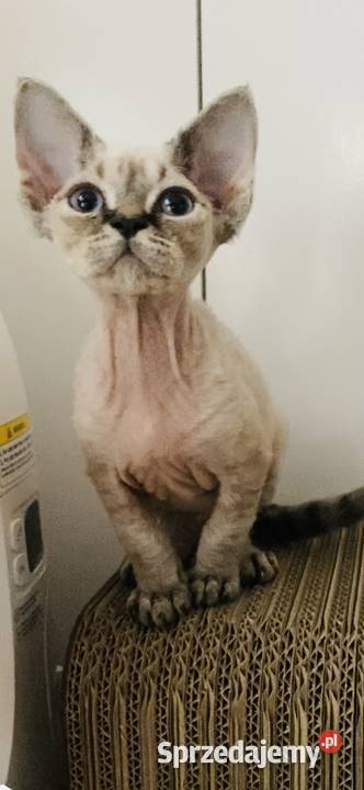 kocięta devon rex Pabianice sprzedam