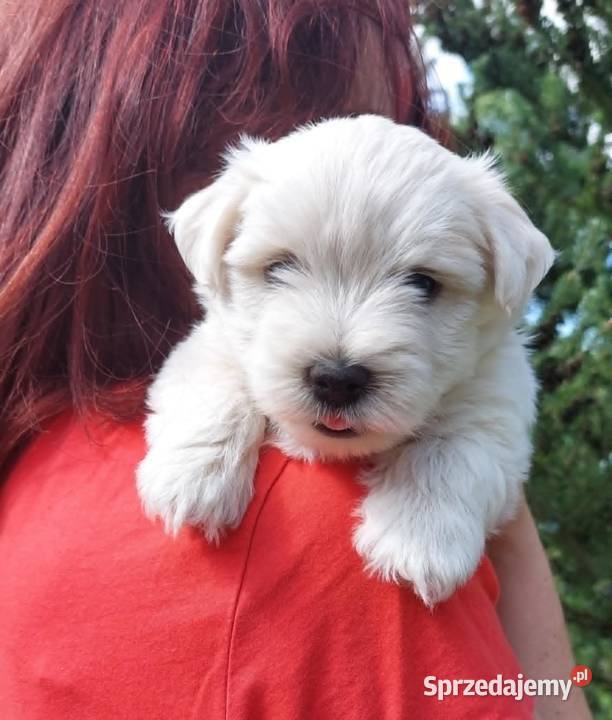 West highland white terrier piesek świętokrzyskie Brudzów