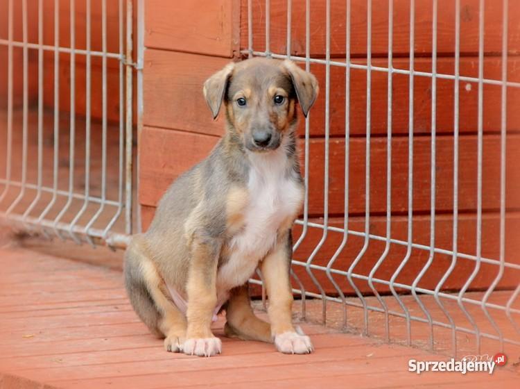 Chart polski rodowodowe szczenięta Leśniówka sprzedam