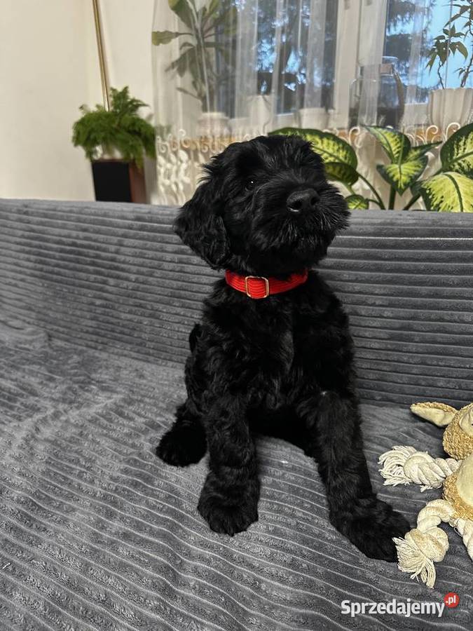 Sznaucer olbrzym piękna suczka FCI Olsztyn sprzedam