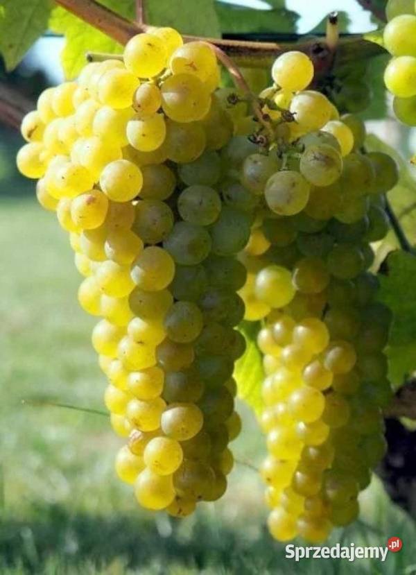WINOROŚL SOLARIS Vitis sadzonki w doniczkach Ustronie