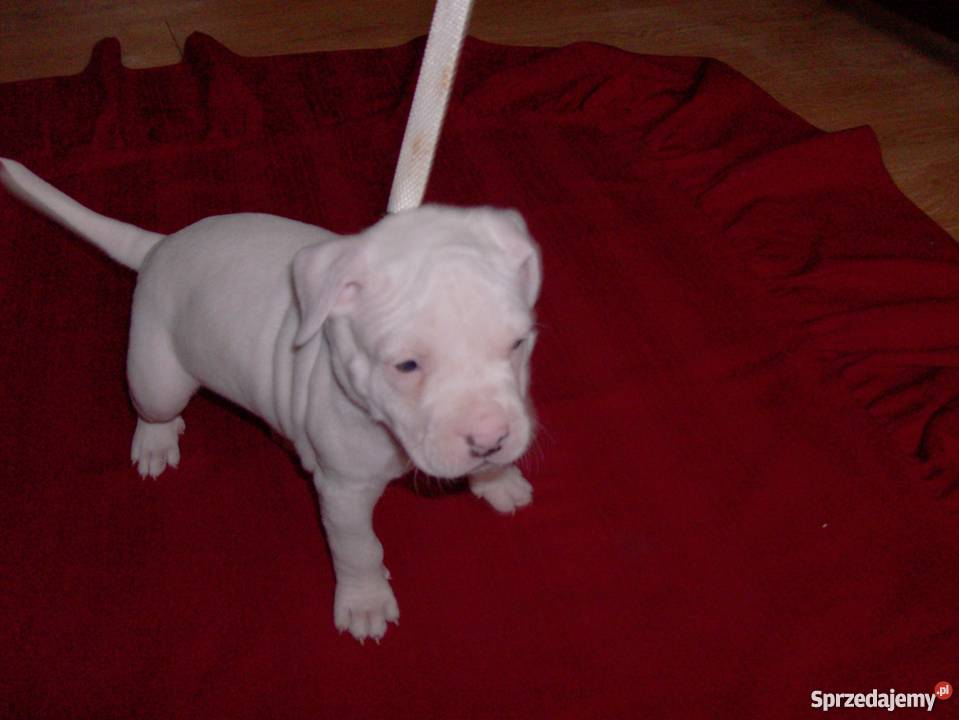 Mocne szczeniaki Amstaff Brzeg